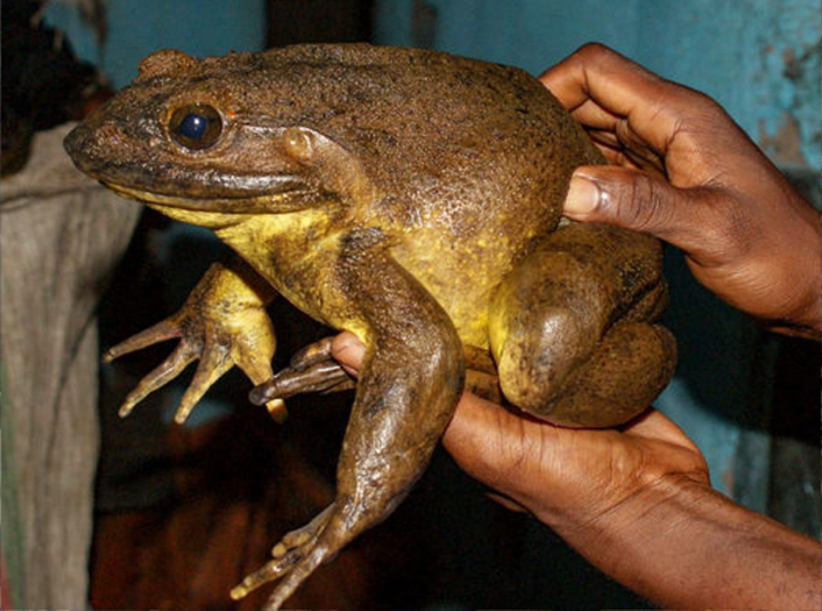 La rana golia ha le dimensioni di un gatto