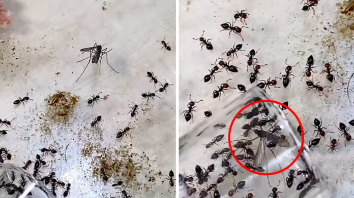 Una zanzara in un allevamento di formiche