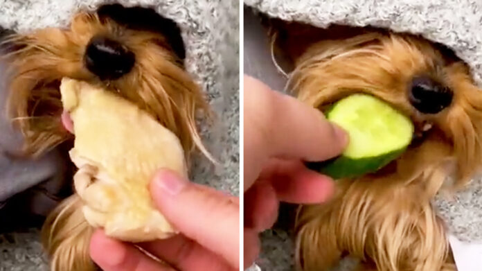 Uno Yorshire Terrier riceve un cetriolo e... non gradisce!