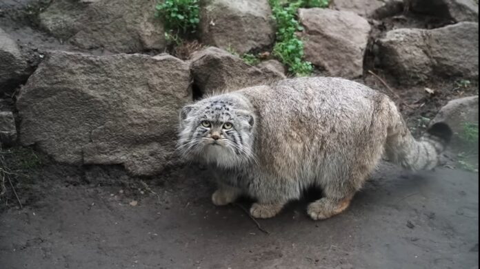Un gatto delle nevi, filmato nello zoo di Budapest