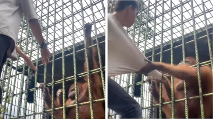 Un orangotango è stato provocato da un 19enne ed ha reagito malissimo