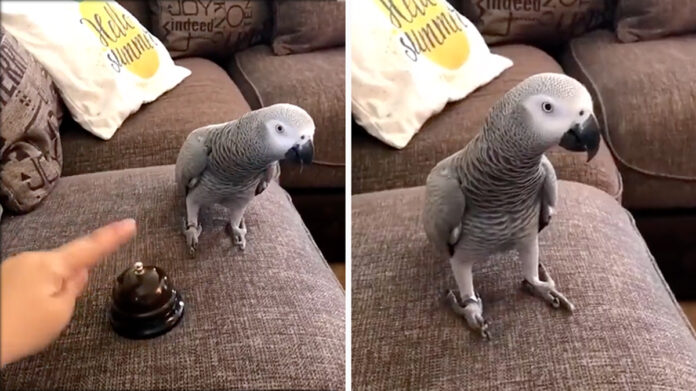 Un pappagallo cenerino 'reagisce' così al suono del campanello