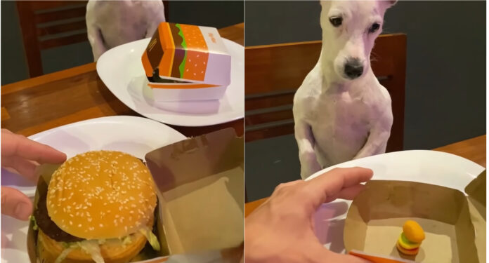 Uno scherzo al proprio cane: nella scatola non c'è un Big Mac ma una caramella. Come avrà reagito l'animale?