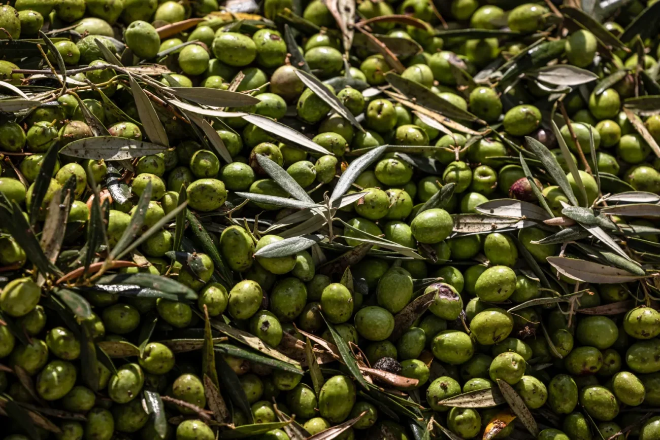Dei ladri hanno rubato un carico di olive