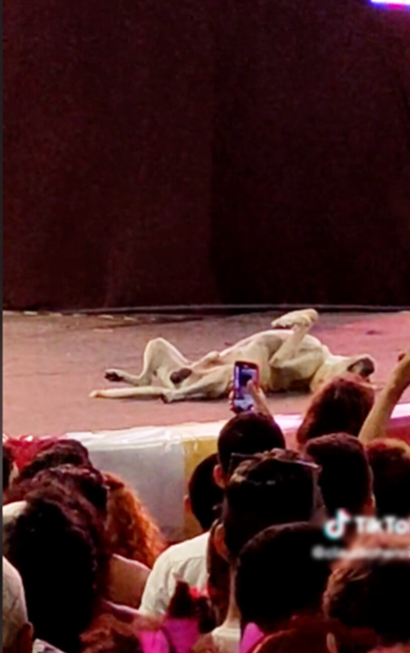 Cane si addormenta sul palco durante un concerto