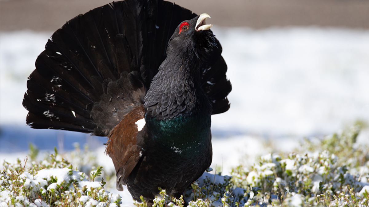 Un esemplare di gallo cedrone: in Scozia è in via di estinzione
