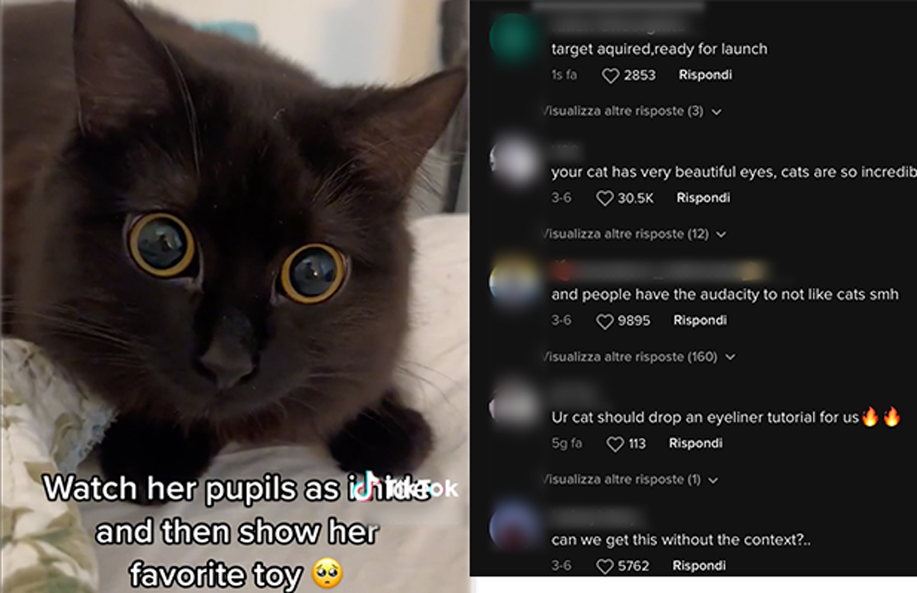 Il video del gatto che guarda il suo giocattolo preferito è diventato virale su TikTok