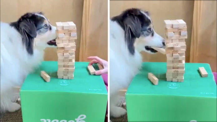 Un pastore australiano che gioca a Jenga