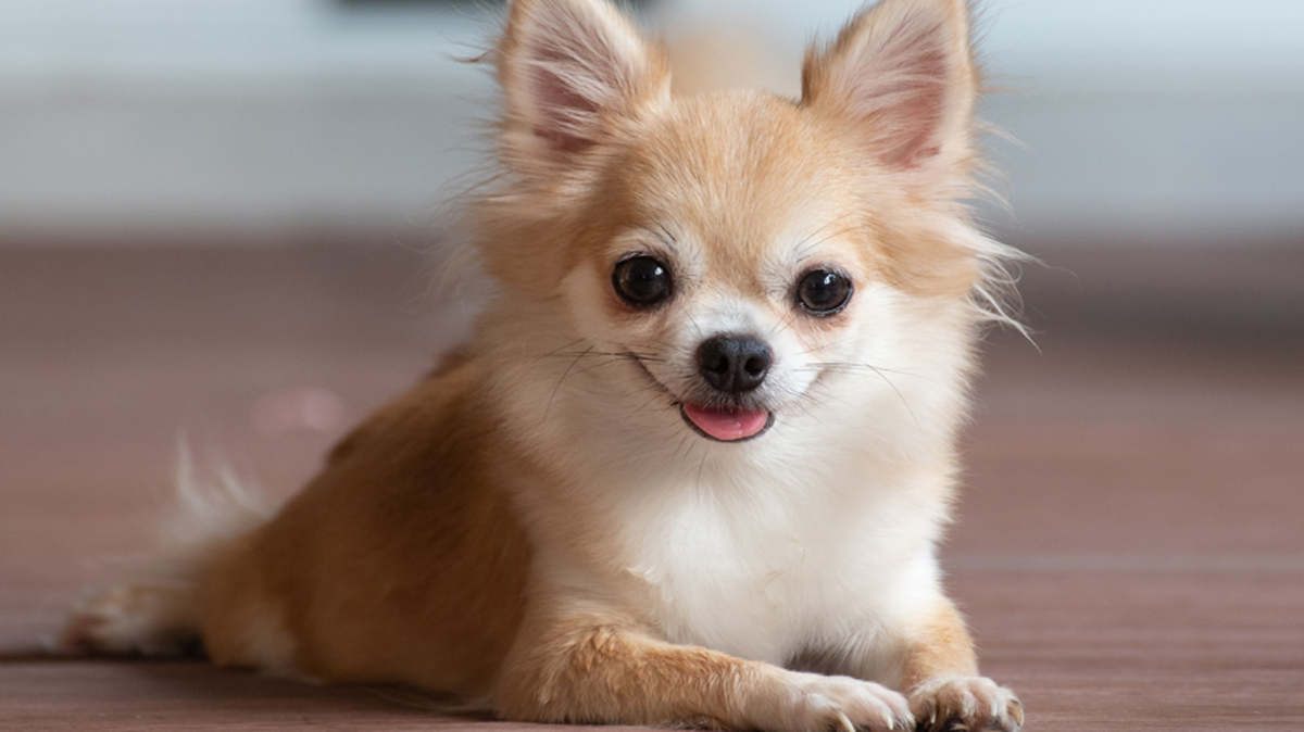 Un esemplare di chihuahua