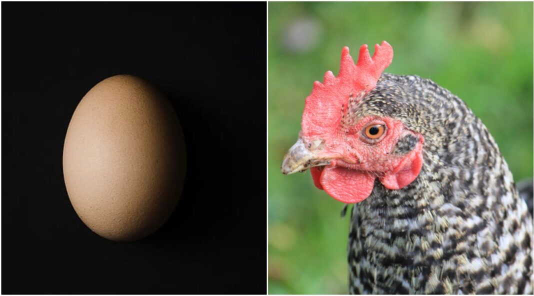 Venuto Prima L Uovo O La Gallina La Scienza Finalmente D Una