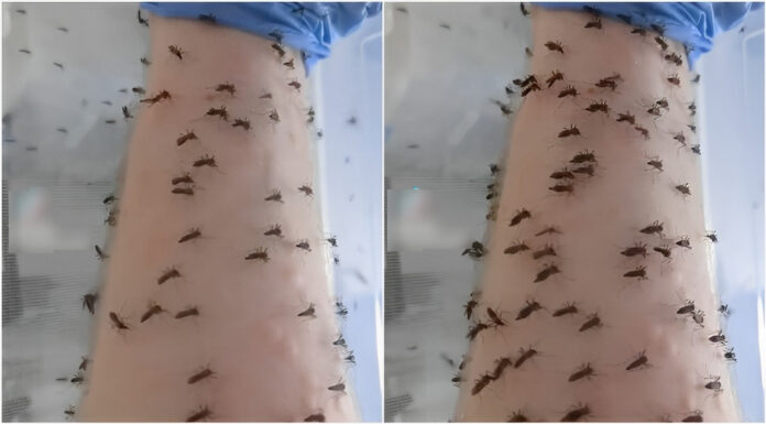 esperimento zanzare