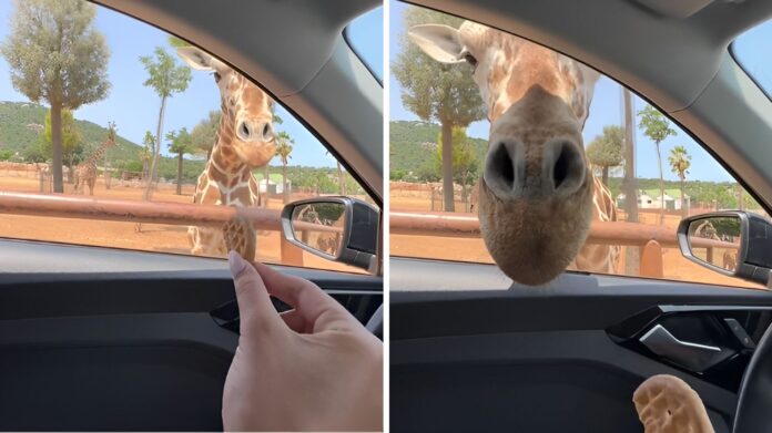 zoo giraffa reazione