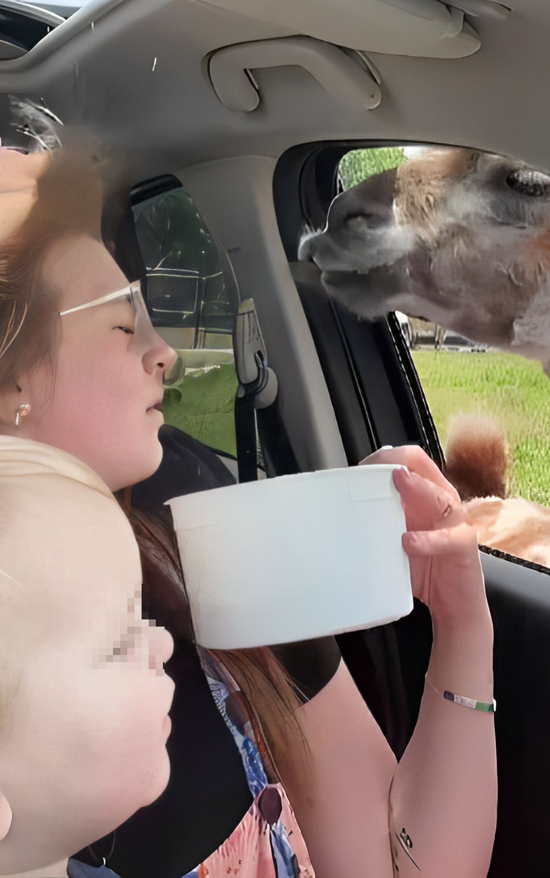 zoo lama visitatori