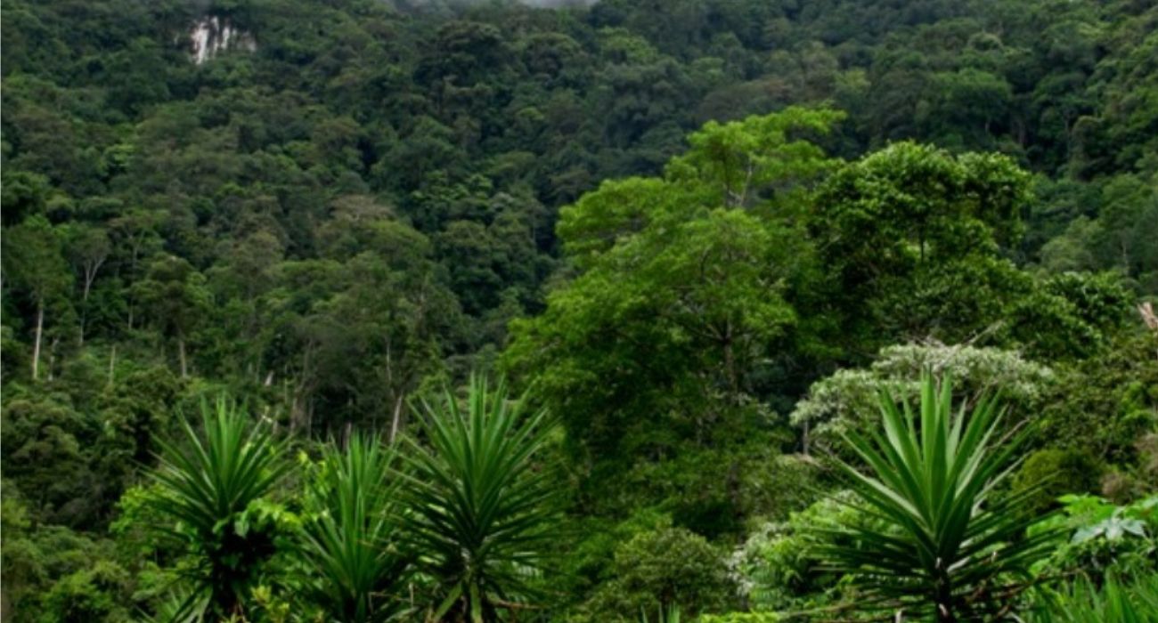 Honduras parco yoro