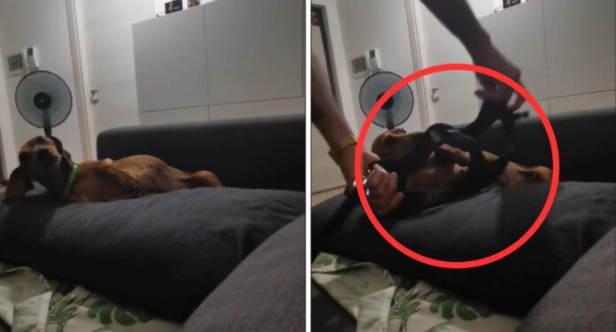 Giornata mondiale del cane, il simpatico video per festeggiare il migliore amico dell'uomo