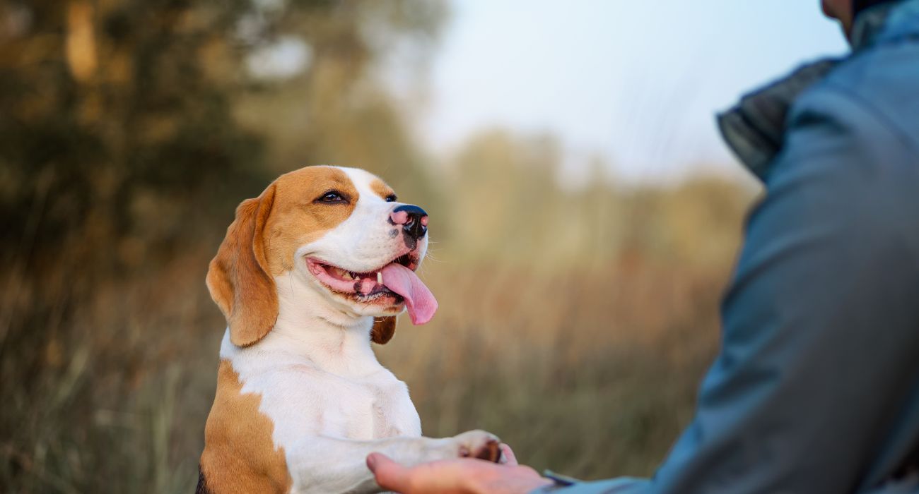 Giornata mondiale del cane, il simpatico video per festeggiare il migliore amico dell'uomo