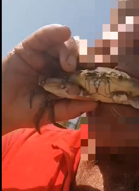 Granchio blu, il pescatore ne mangia uno vivo: