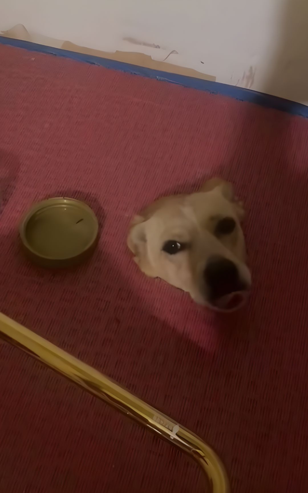 cane incastrato pavimento