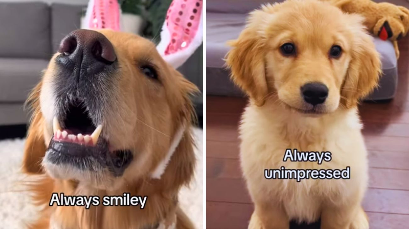 cani cuccioli