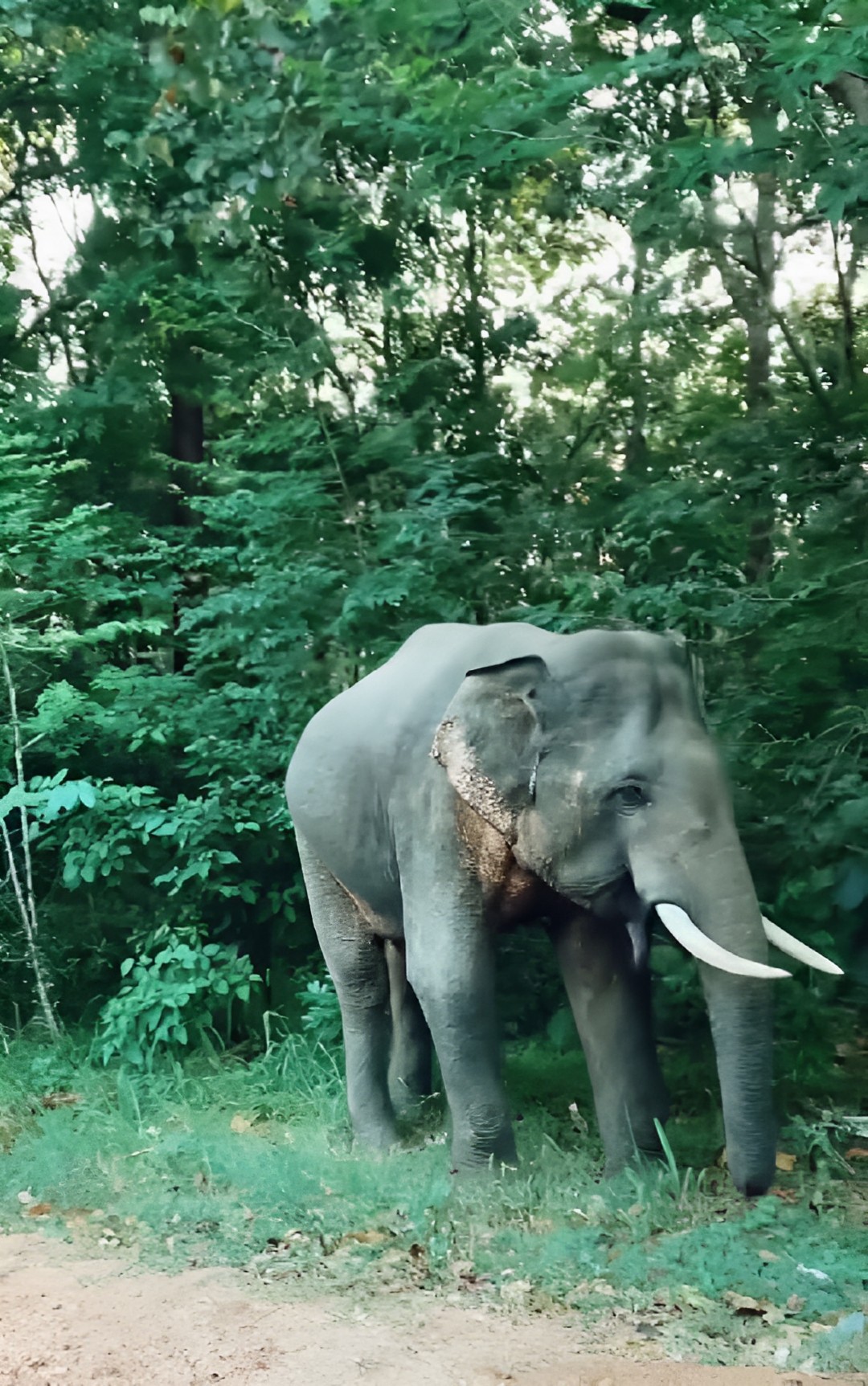 sri lanka situazione insolita
