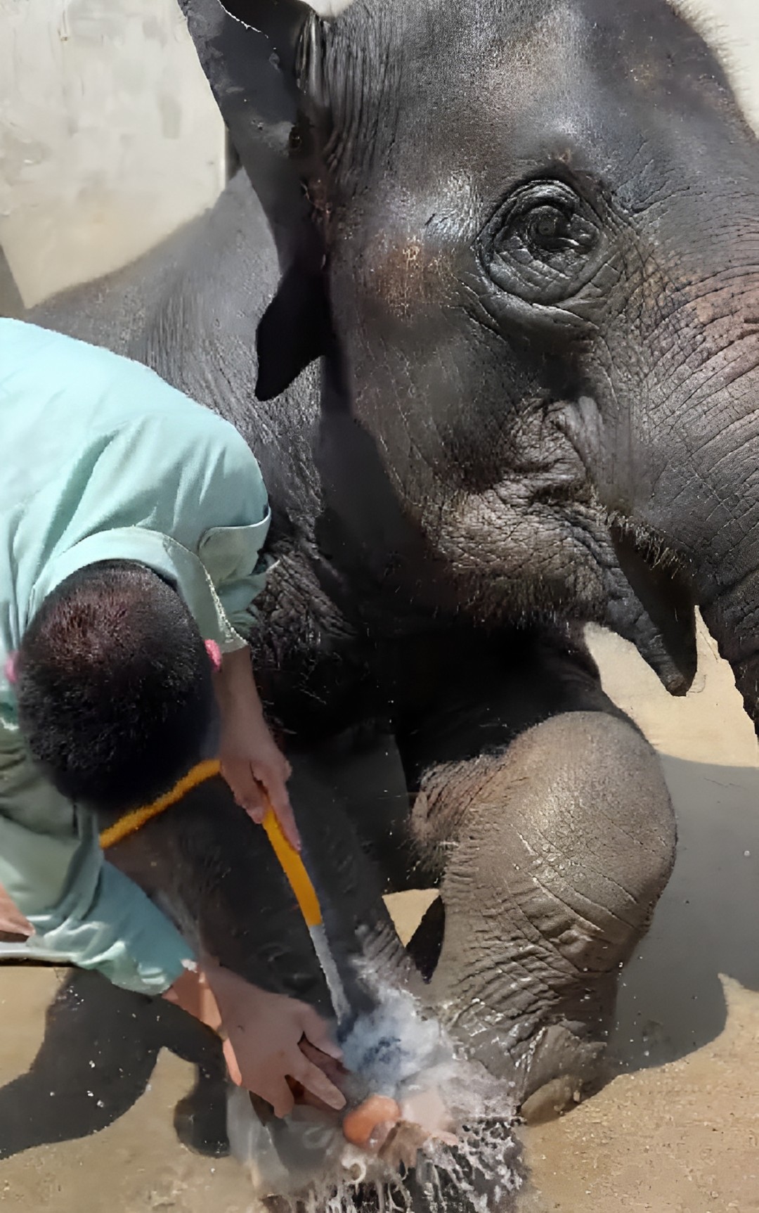 bagno elefante