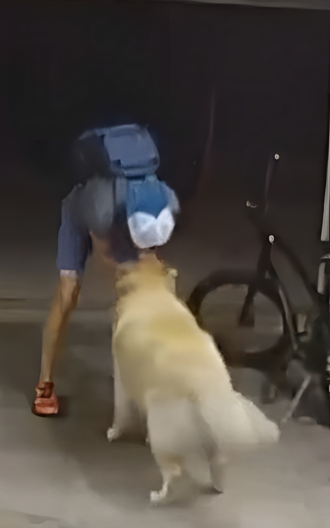 ladro cane
