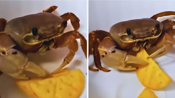 granchio mangia le patatine