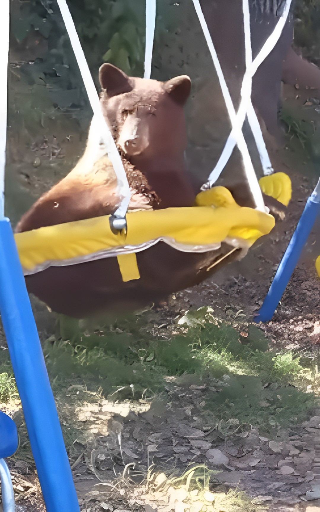 orso beccato