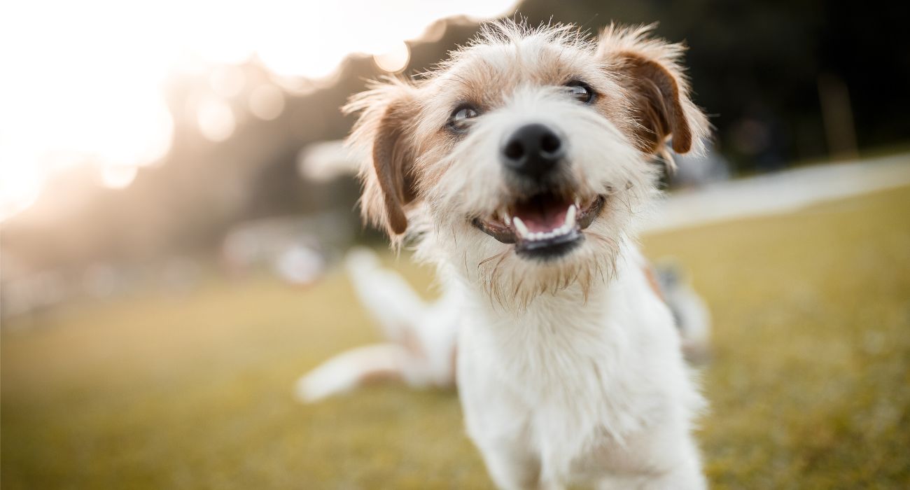Salerno, il divertente e originale cartello per i padroni di cani incivili :