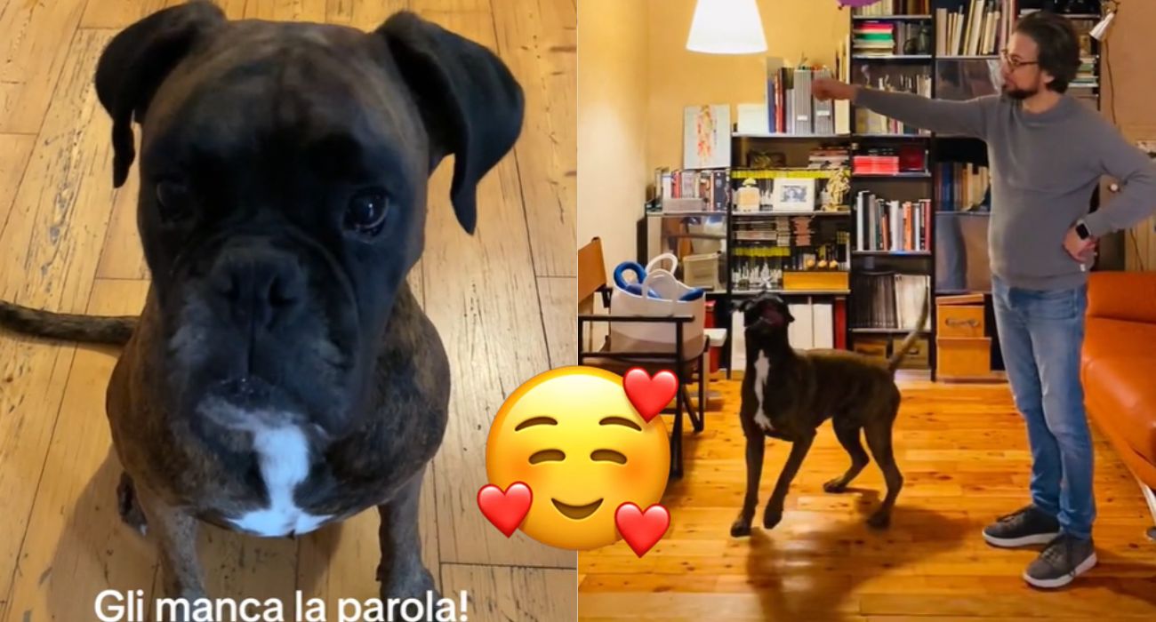 Il cane dice sì con la testa e il video diventa virale