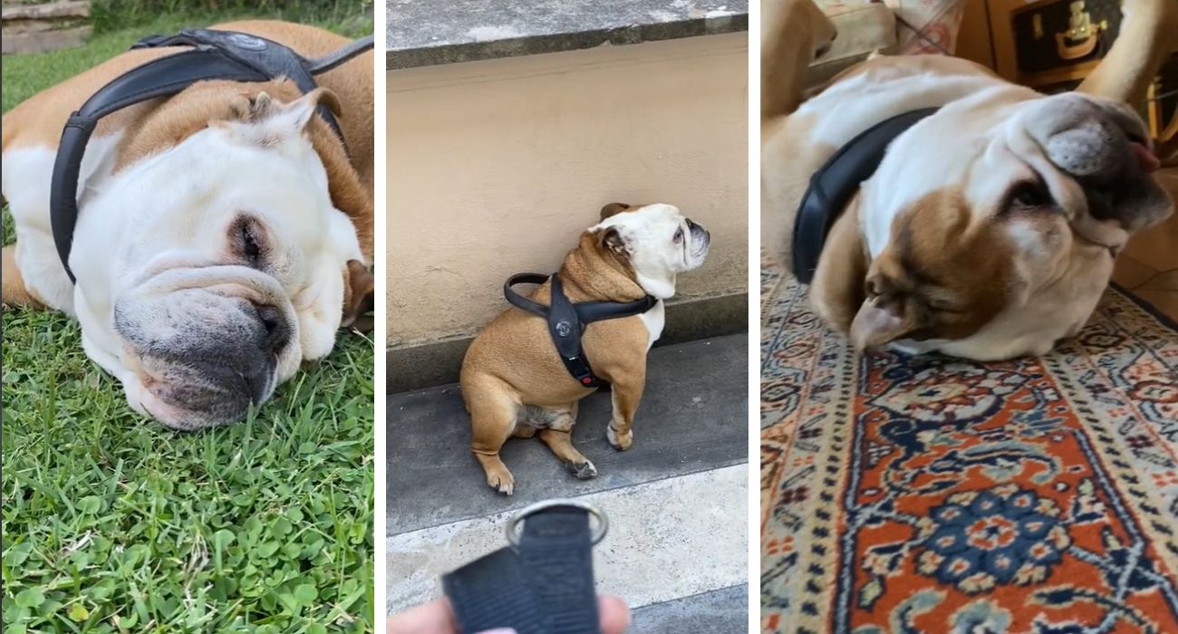 Renato, il bulldog che fa impazzire il web: la storia del cane star