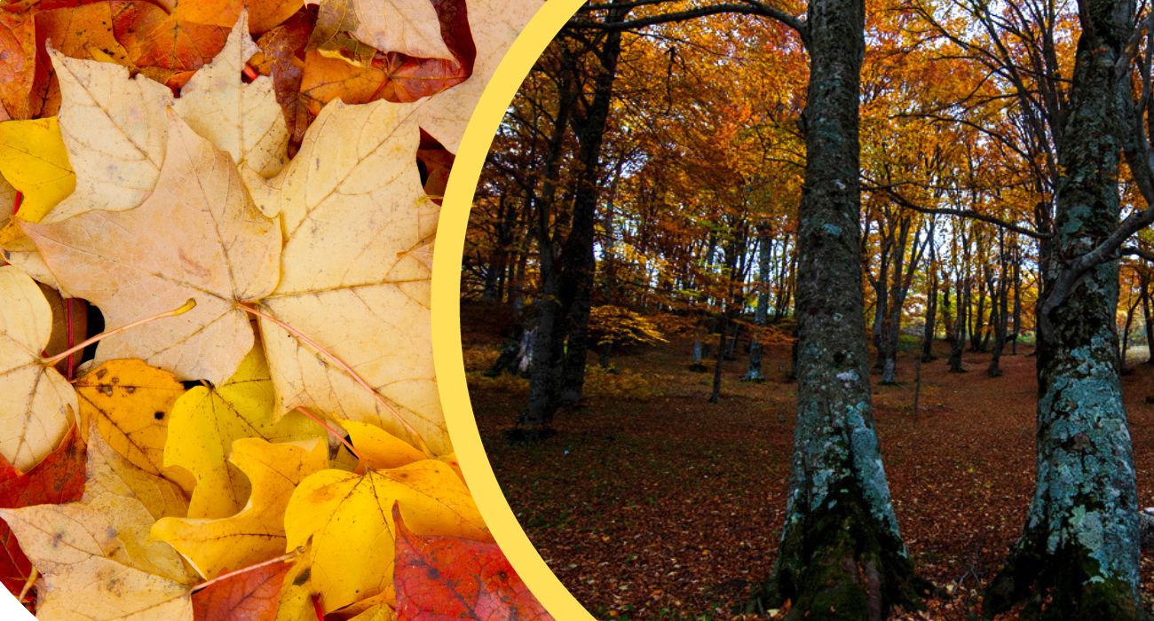 Abruzzo, il bosco fiabesco in cui ammirare il foliage degli alberi: qui l'autunno diventa speciale