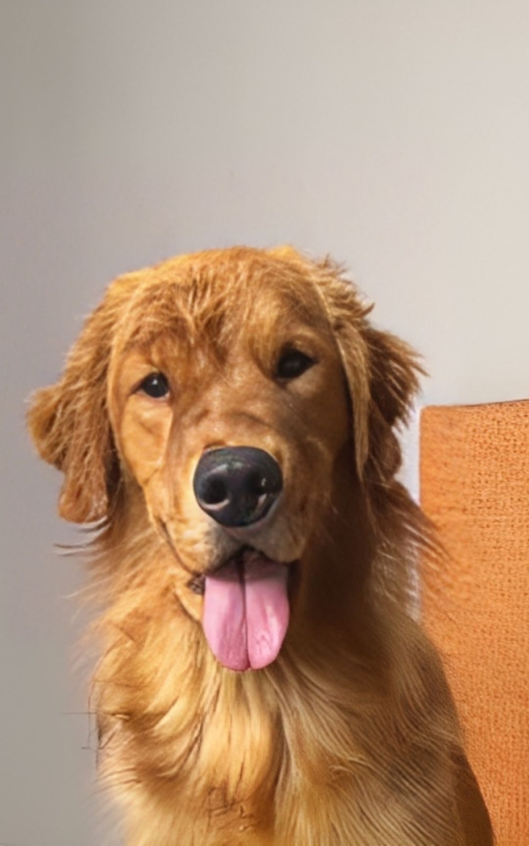 cucciolo cane golden