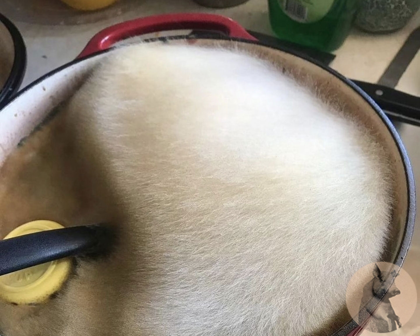 Coinquilino entra in cucina dopo una settimana e resta stupito da ciò che trova in una padella: "Sembrava quasi che potessi accarezzarlo"