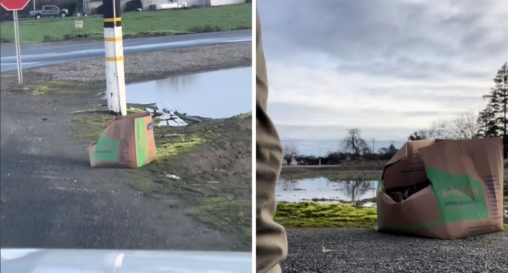 Vede una scatola abbandonata sul ciglio della strada e parcheggia l'auto: la scoperta le fa venire un tuffo al cuore