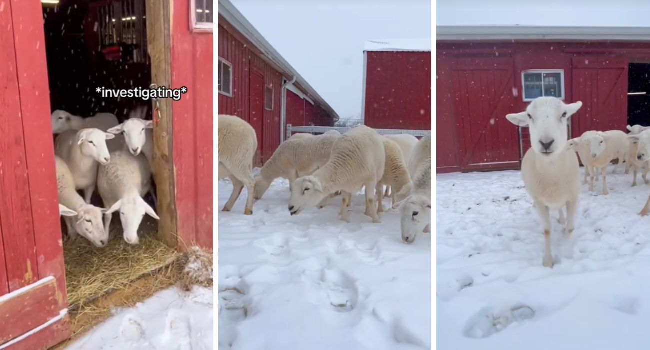 Branco di pecore scopre la neve per la prima volta: quando il timore svanisce, la gioia prende il sopravvento