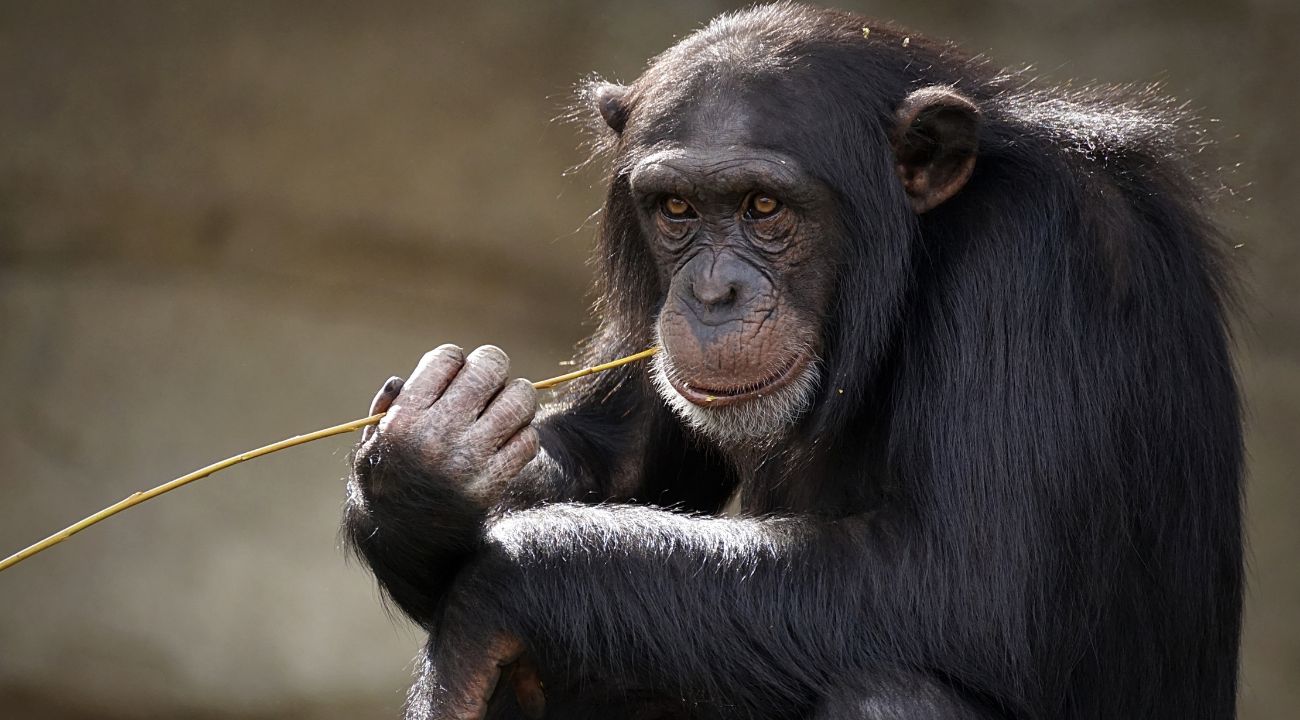 Uno scimpanzé pensoso