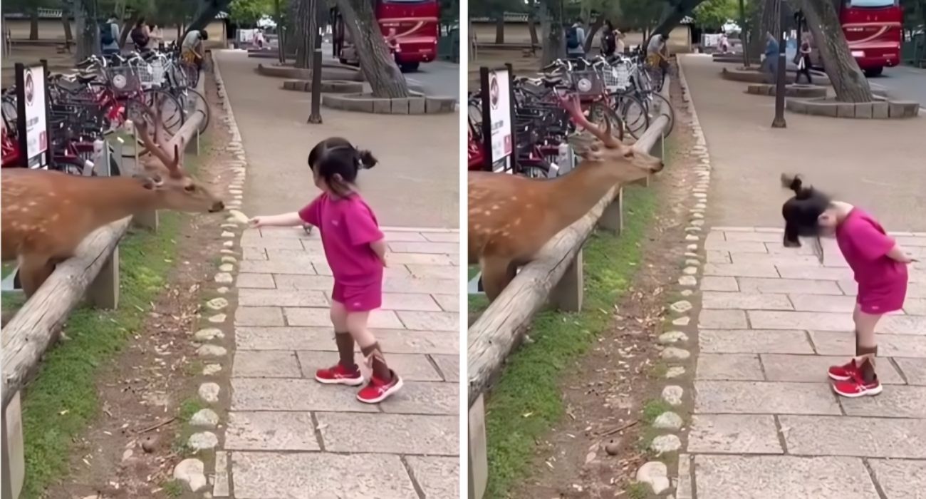 In Giappone anche gli animali sono educati: come ringrazia il cervo quando gli danno del cibo