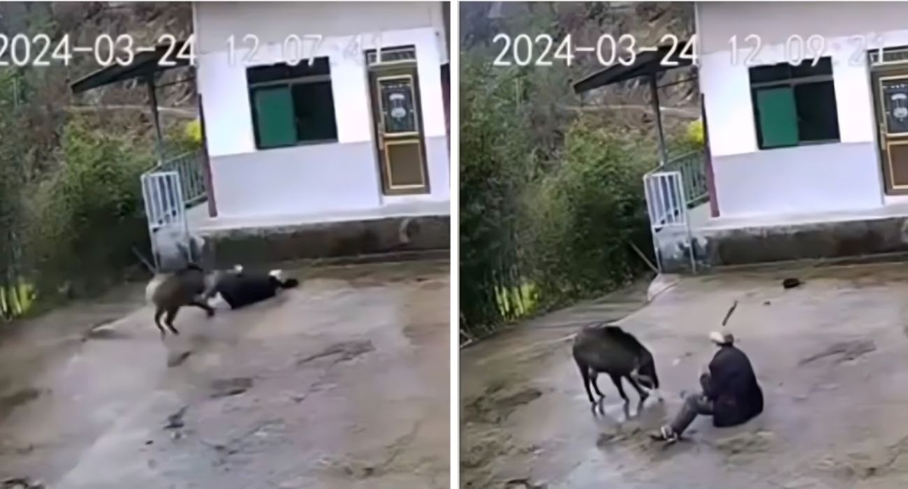 Cinghiale aggredisce 70enne nel cortile di casa: la videocamera di sorveglianza riprende la scena brutale