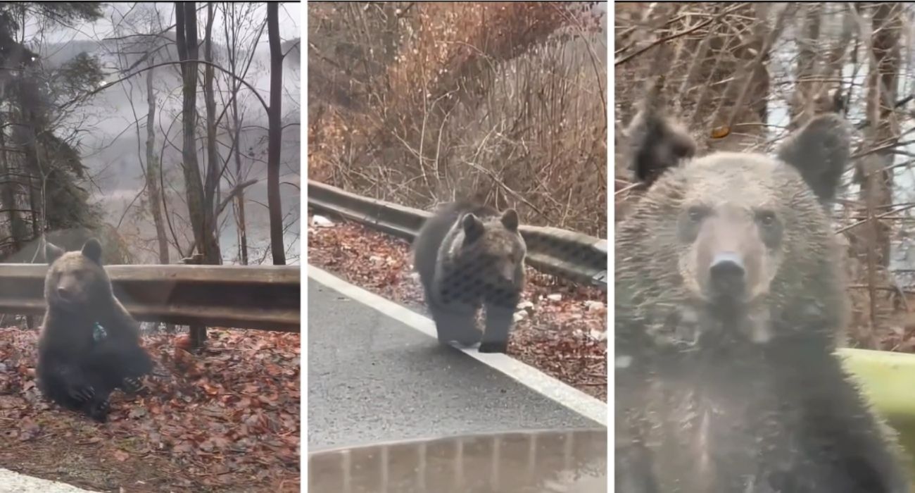 Incontra un orso affamato per strada: tra le zampe nasconde l'oggetto simbolo della sua condizione