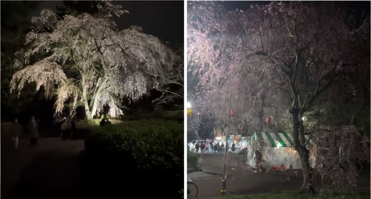 Giappone, i ciliegi in fiore sono uno spettacolo anche di notte: le luci creano un effetto magico