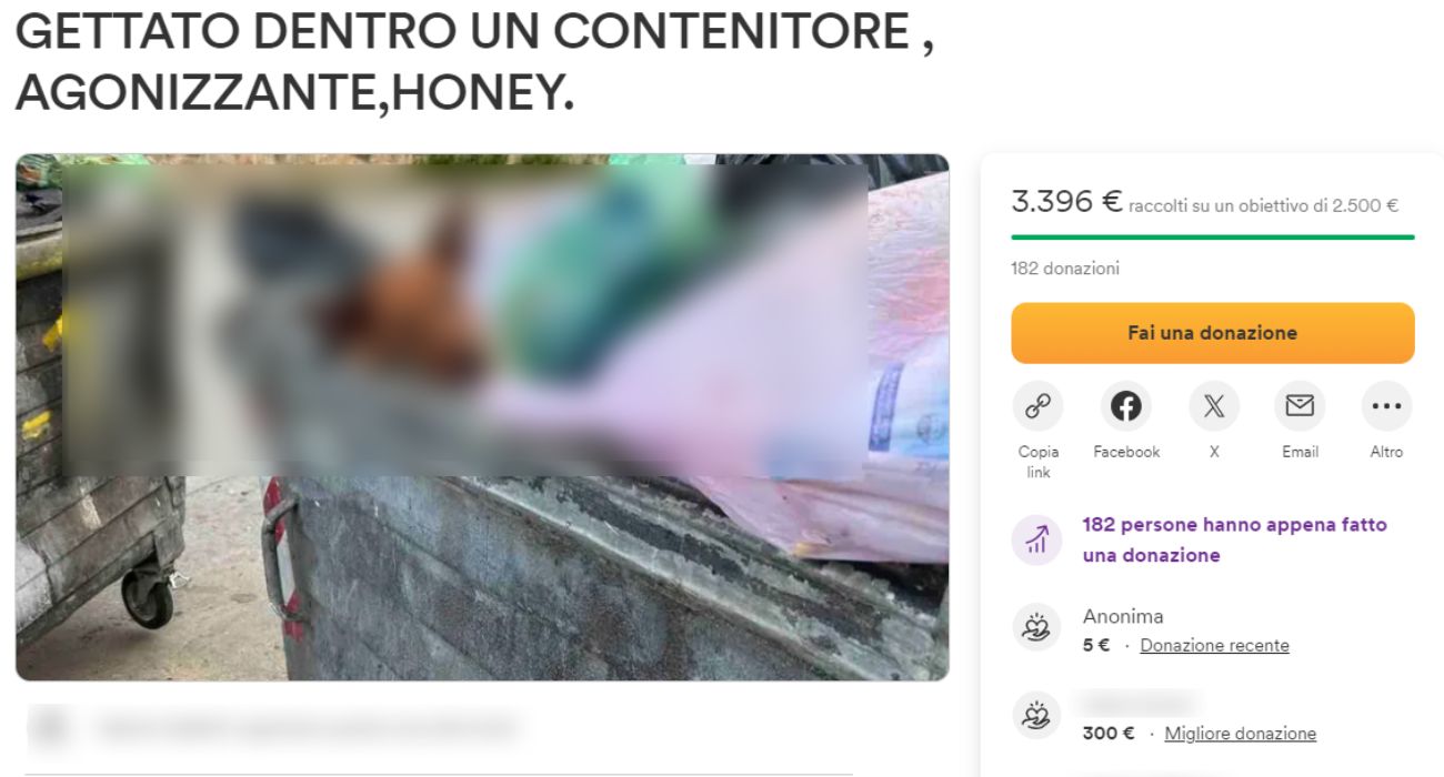 Palermo cane rifiuti (1)