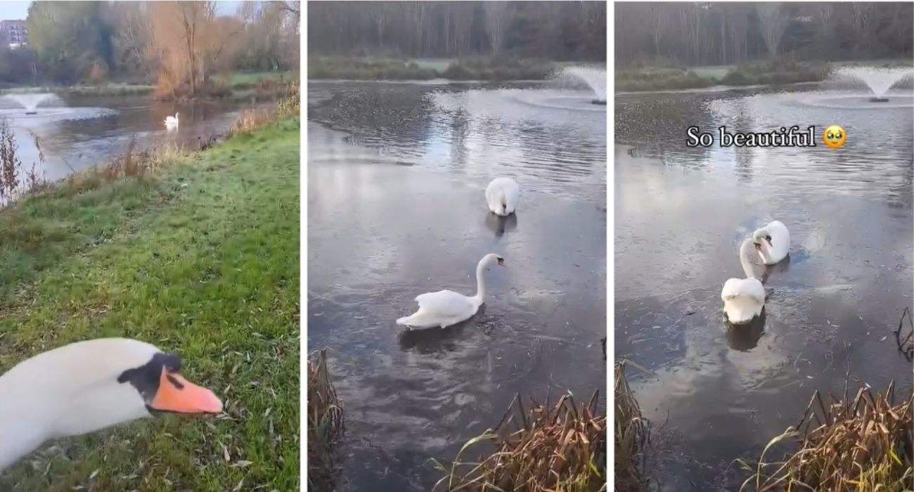 Cigno si ricongiunge con l'amore della sua vita: la sua gioia è incontenibile