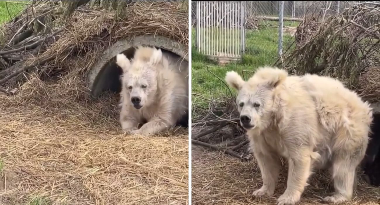 Hai mai visto un orso che esce dal letargo? E' lentissimo e irriconoscibile