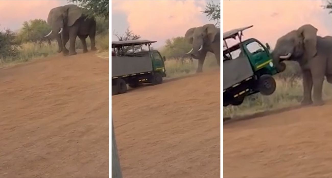 Safari al cardiopalma per un gruppo di turisti in Sudafrica: la furia dell'elefante è incontenibile