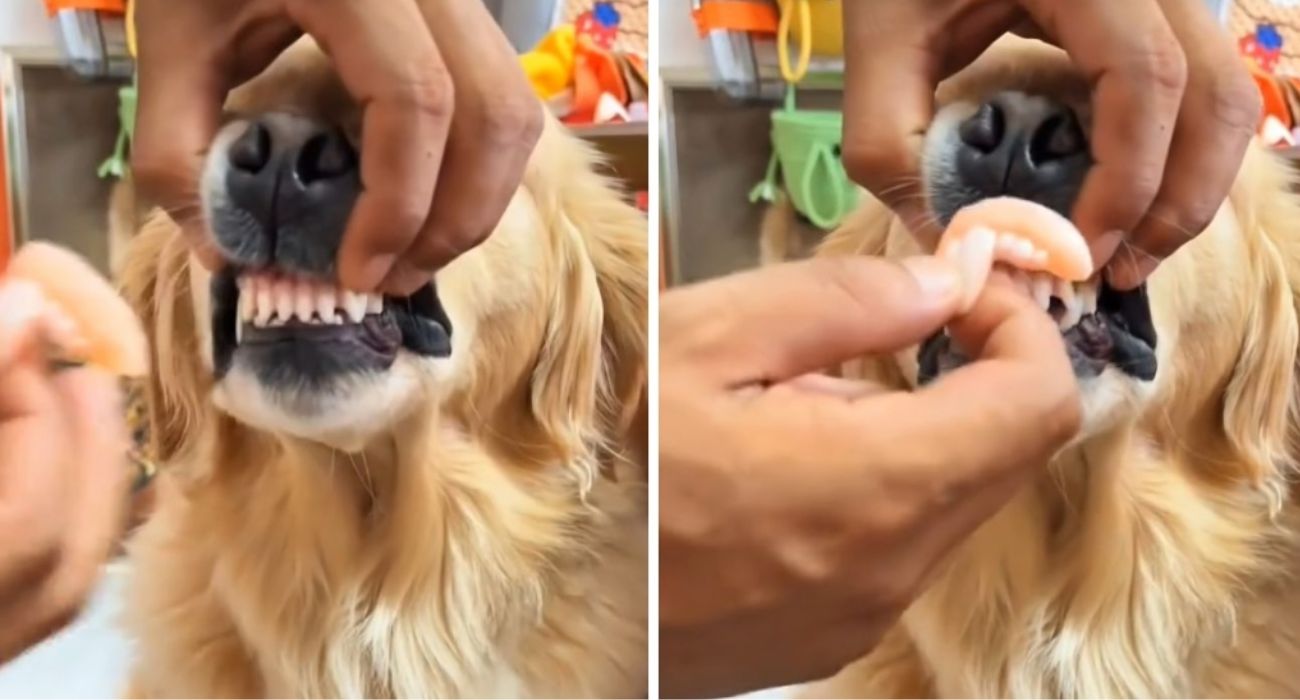 Mette la dentiera da coniglio al suo Golden Retriever: il risultato è esilarante