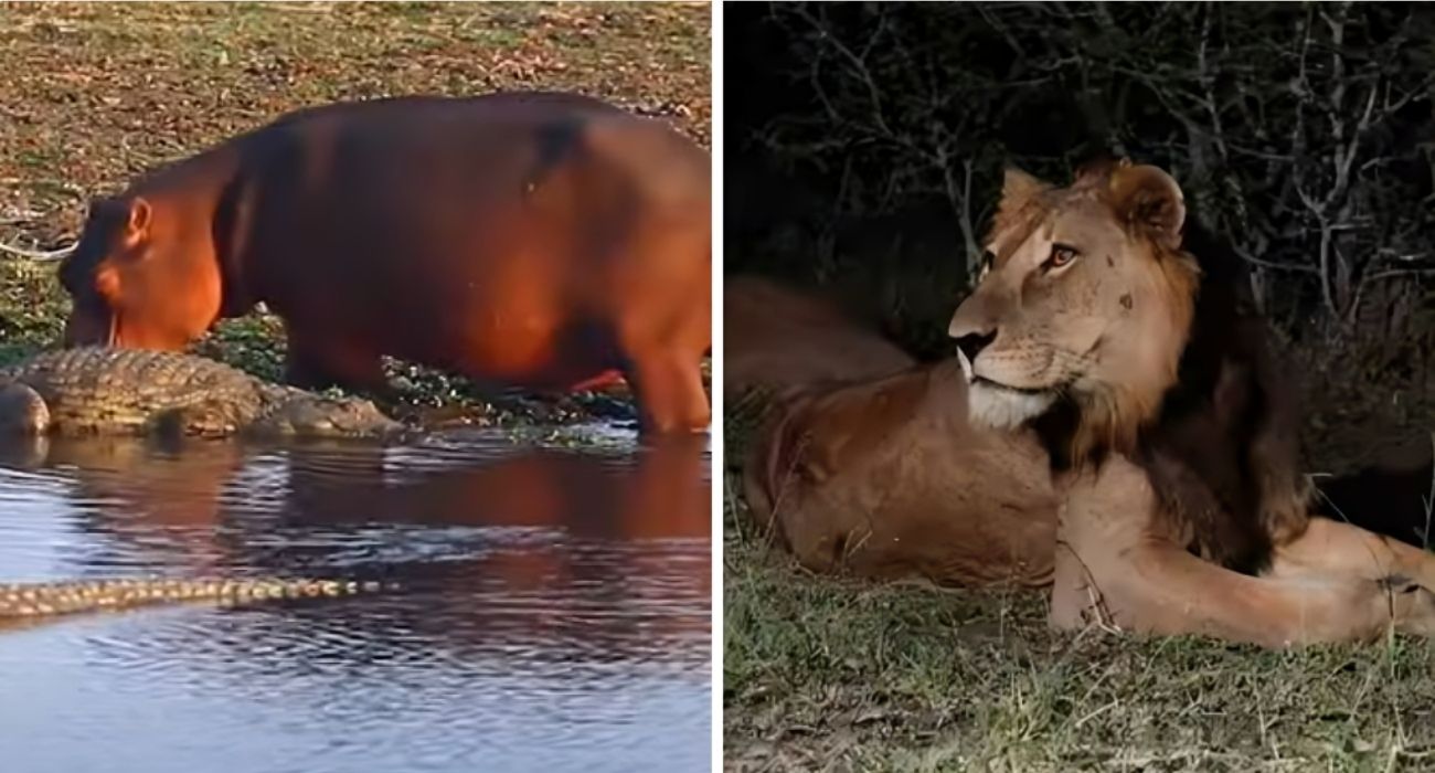 La nuotata record di 1 km di due leoni tra coccodrilli e ippopotami: lo hanno fatto per un preciso motivo