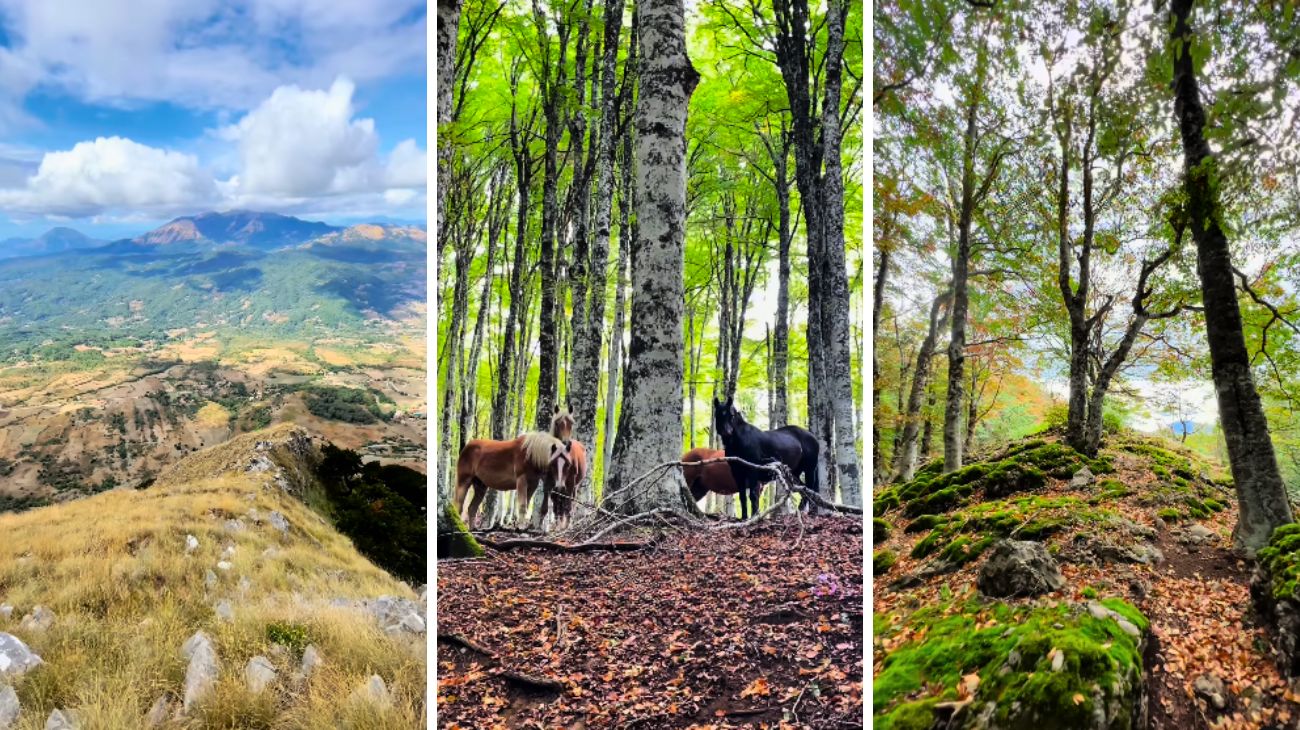 Bosco incantato in Basilicata Fonte Instagram