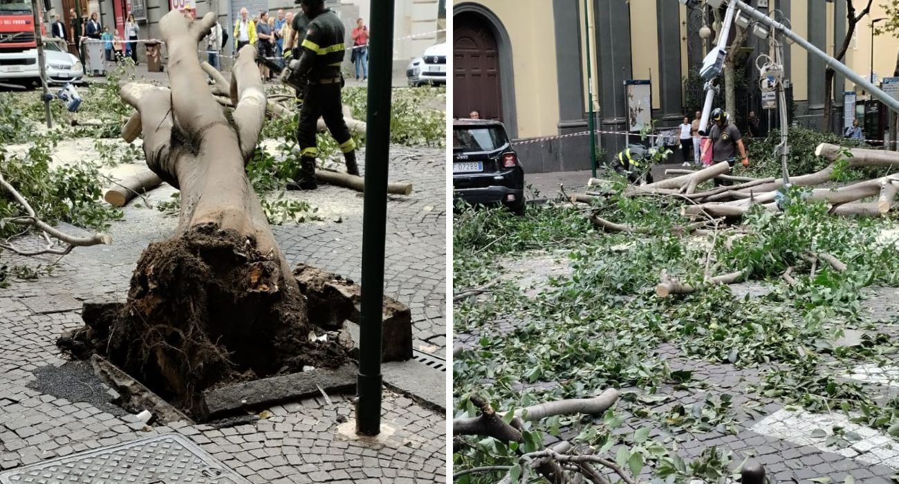 Napoli albero (1)