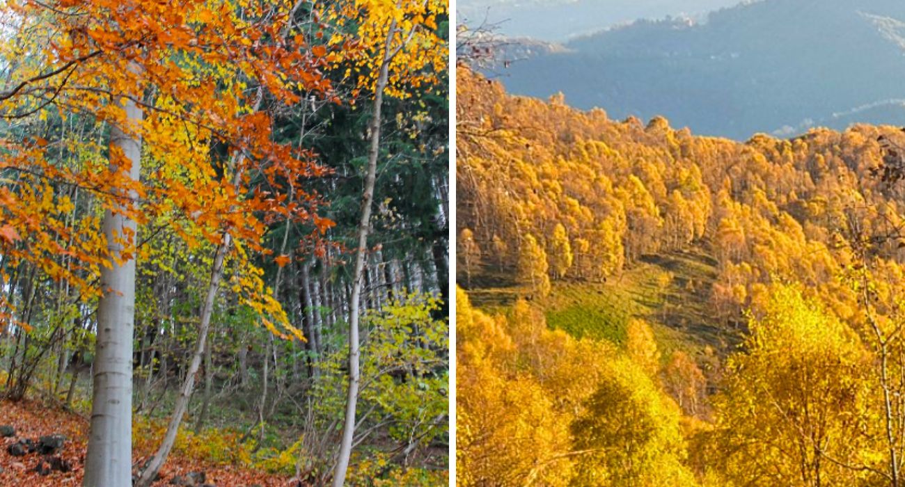 Piemonte oasi autunno